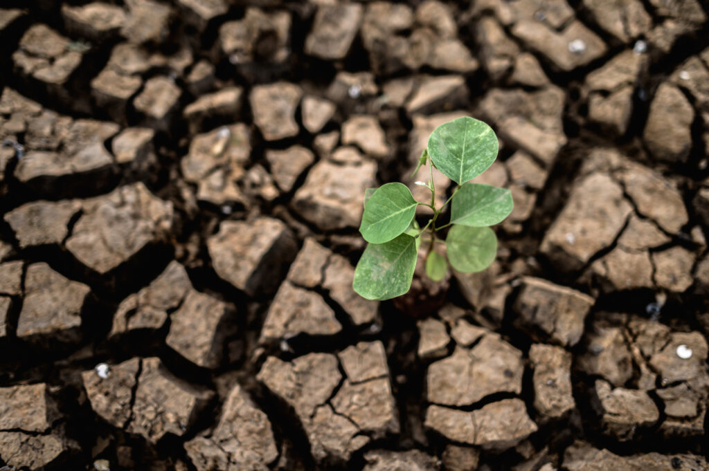 O novo direito ao clima estável e a natureza como sujeito