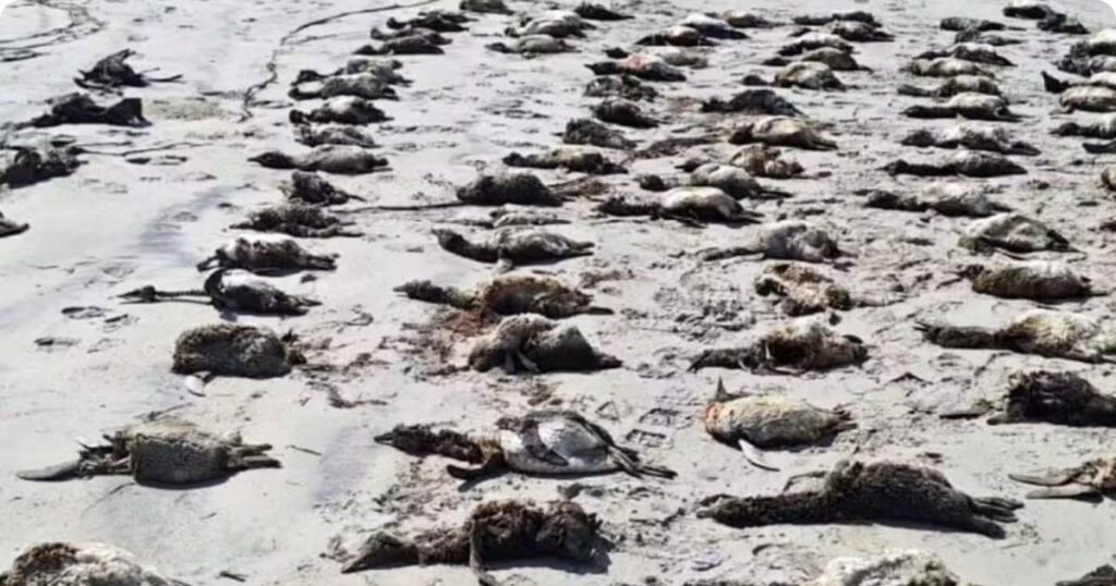 881 pinguins são encontrados em avançado estágio de decomposição no litoral de São Paulo