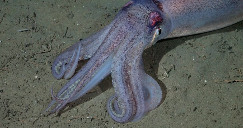 Lulas brilhantes e estrela-do-mar do Bob Esponja: expedição registra imagens das profundezas do oceano