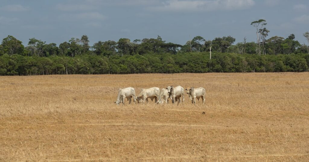 Agronegócio busca eficiência para enfrentar efeitos da crise climática