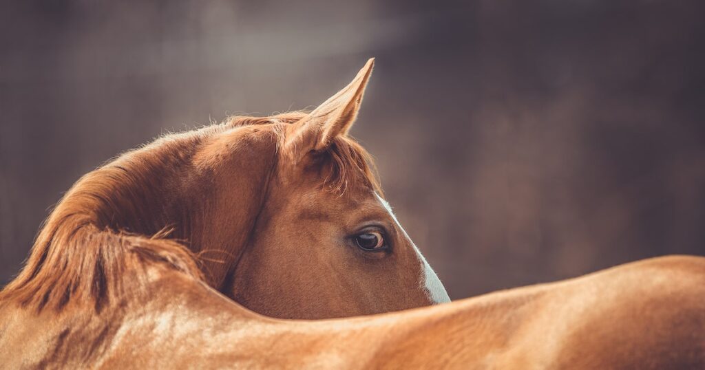 Como nossos ancestrais conseguiram domesticar os cavalos