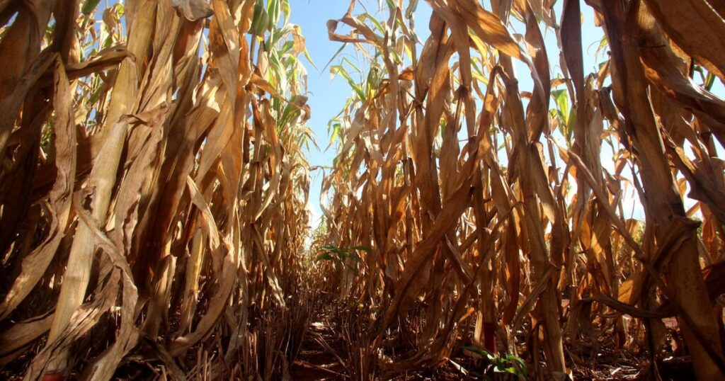 MP da renegociação de dívidas de produtores rurais é publicada em edição extra do ‘Diário Oficial’