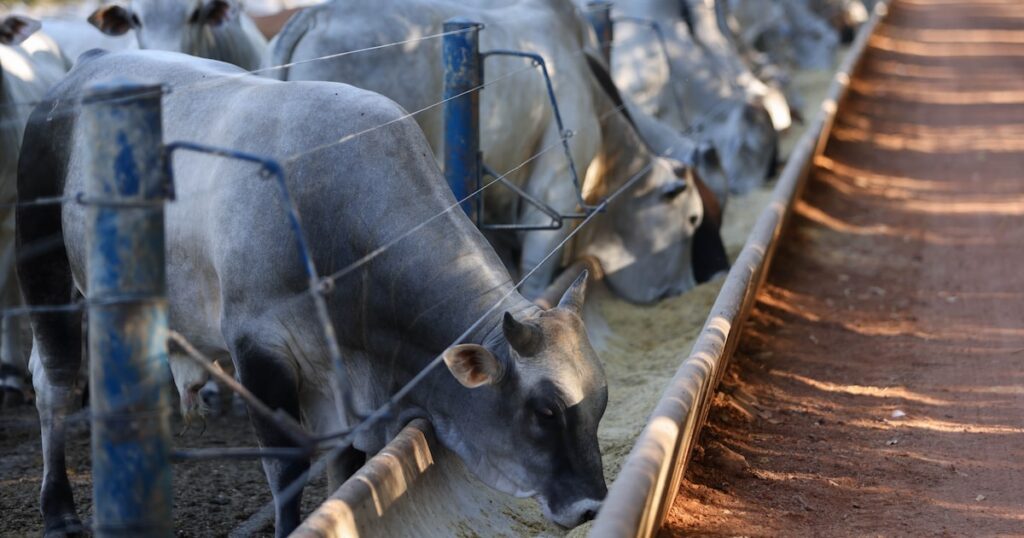 O tarifaço pode baixar o preço da carne no Brasil?