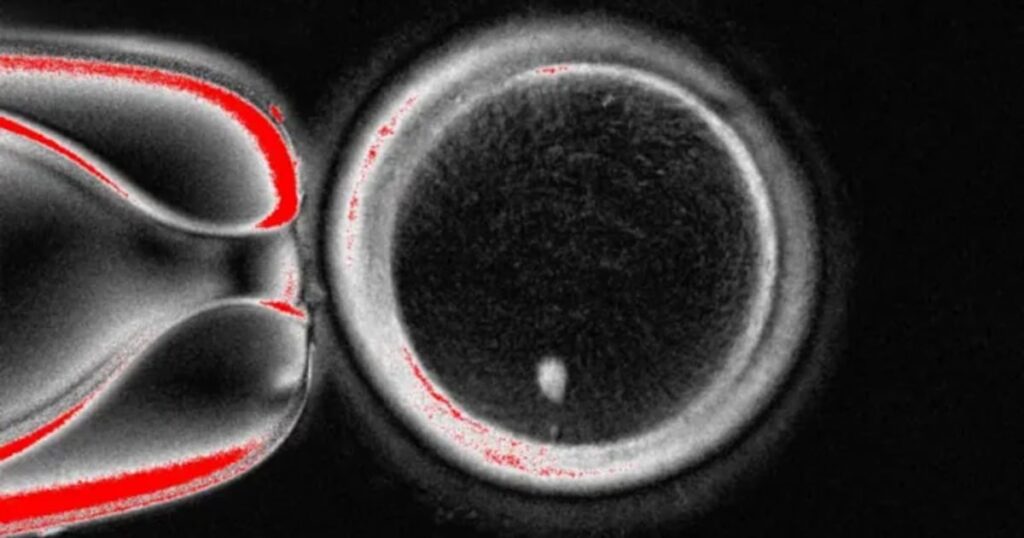 Como cientistas transformaram células da pele em óvulos fecundáveis