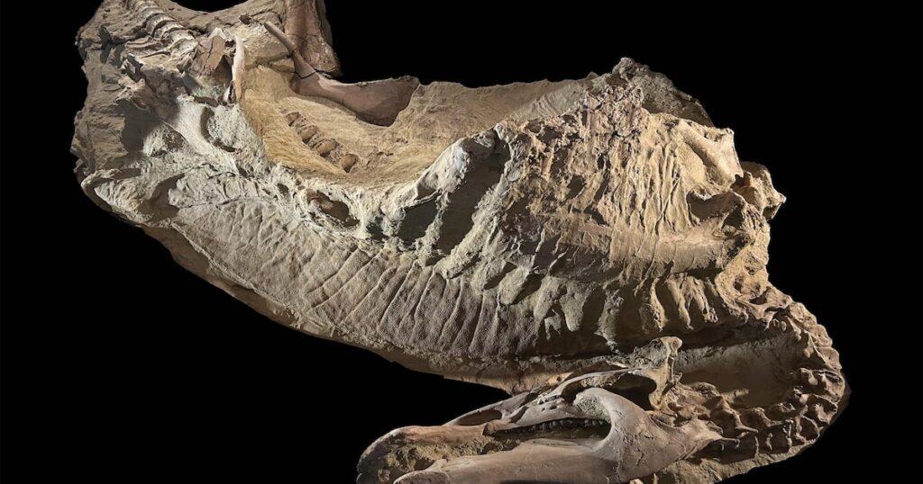 Como são as múmias de dinossauros achadas nos Estados Unidos: ‘Verdadeiro tesouro’
