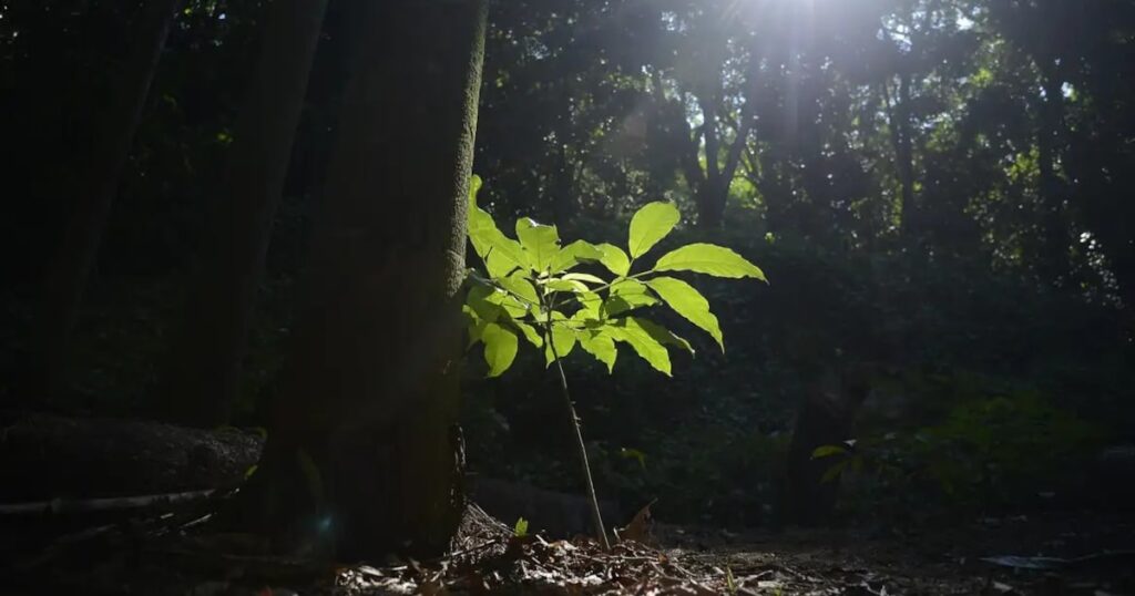Governo deve publicar regulamentação do mercado de carbono nos próximos dias