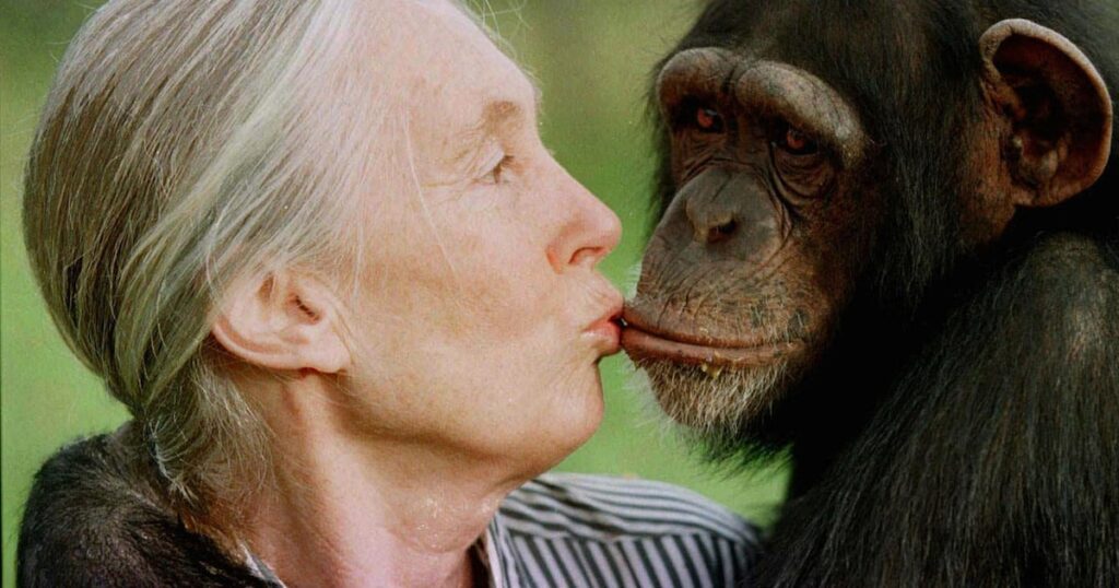 Morre Jane Goodall, renomada pesquisadora de chimpanzés e da defesa ambiental