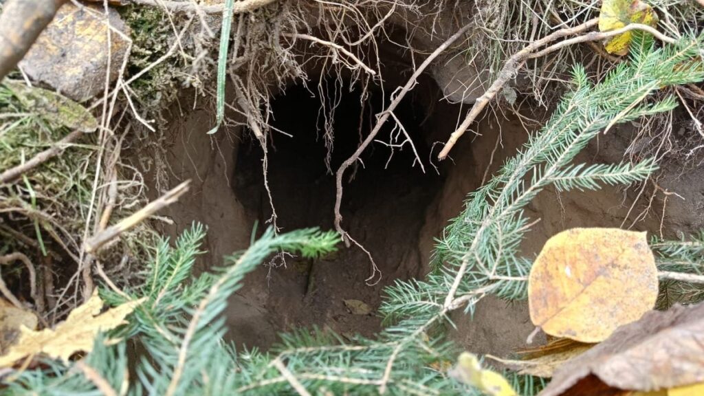 Túnel secreto para migrantes encontrado na Polónia: o que sabemos sobre o tema