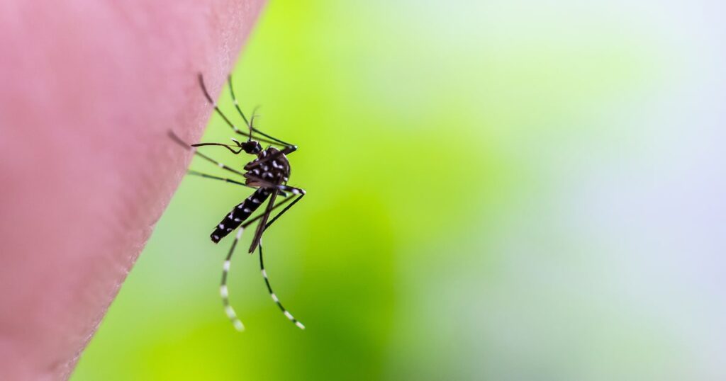 Como cientistas conseguiram captar o sexo entre os mosquitos da dengue