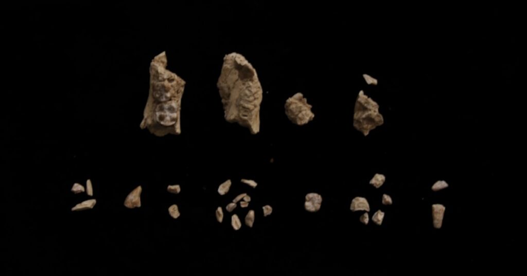 Nova descoberta indica que ‘Lucy’ não estava sozinha na Etiópia