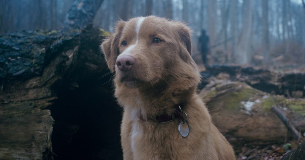 O astro de ‘Bom Menino’ não sabe que fez um filme de terror (ele é um cachorro)