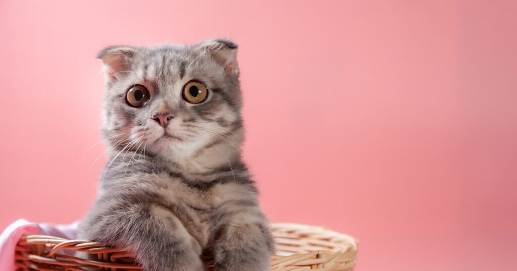 Quando os gatos deixaram de ser selvagens e passaram a ser companheiros dos humanos