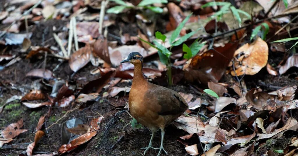 Animal descoberto na Amazônia é parecido com espécie extinta há mais de 300 anos; veja como é