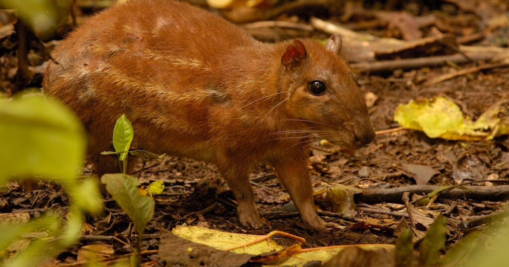 Quantos animais os humanos caçam na Amazônia?