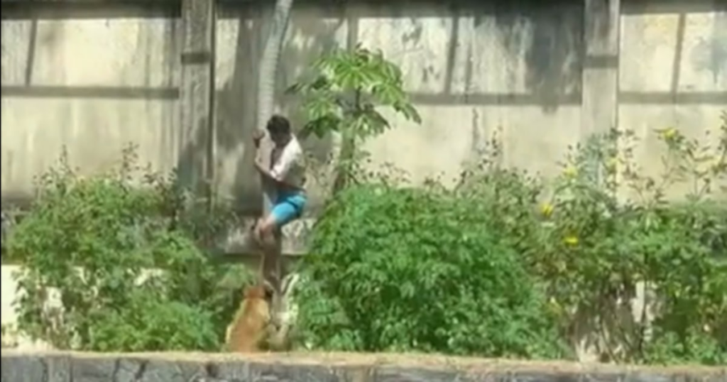 ‘Ninguém da família queria ele’, diz chefe de presídio que conviveu com jovem morto por leoa