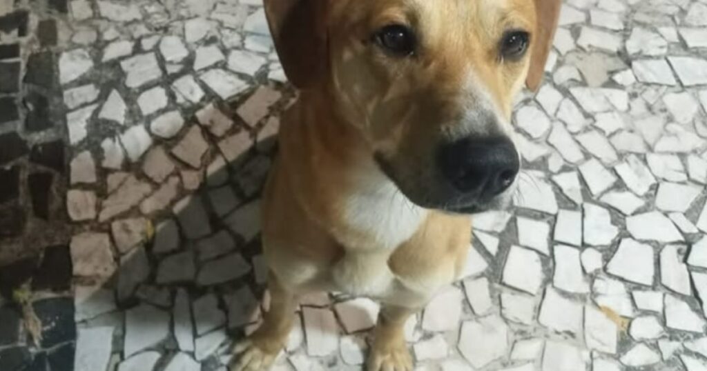 Adolescentes suspeitos de matar cão Orelha já tinham tentado afogar outro cachorro, diz polícia