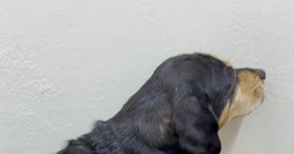 Cachorro é baleado por policial militar no RS