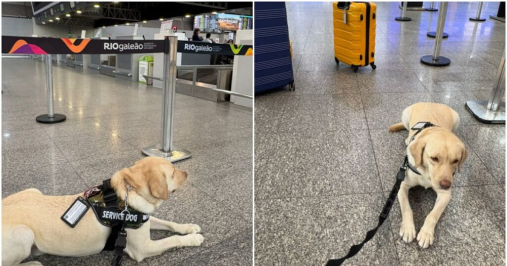 Justiça do RJ condena TAP a pagar R$ 60 mil por barrar cão de serviço de menina com autismo em voo