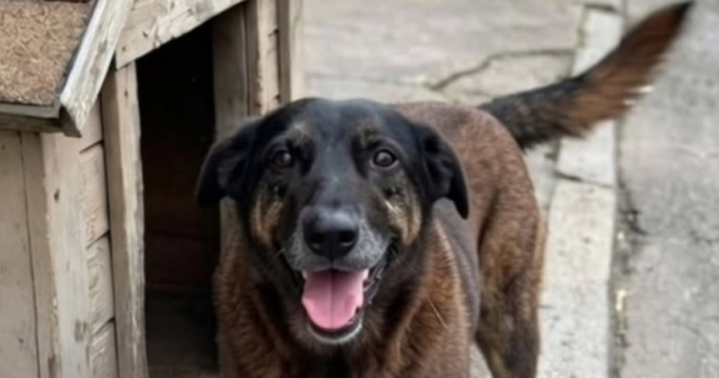 Orelha, Abacate e mais: relembre casos de ataque a cães que geraram indignação pelo Brasil nos últimos dias