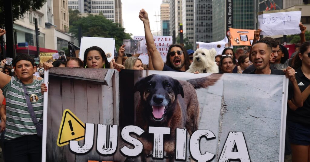Cão Orelha: Polícia de SC conclui inquérito e pede internação de adolescente