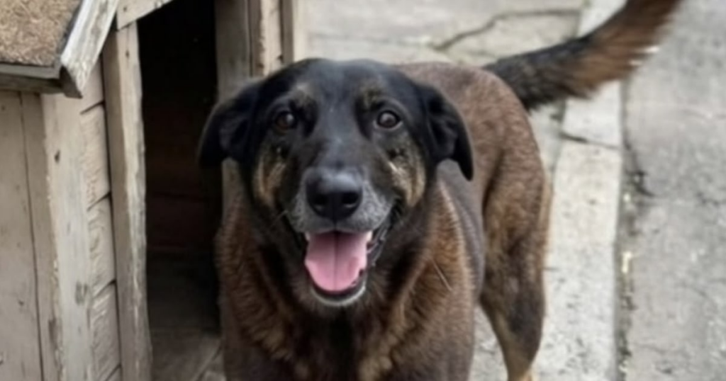 Justiça autoriza e corpo de cão Orelha é exumado