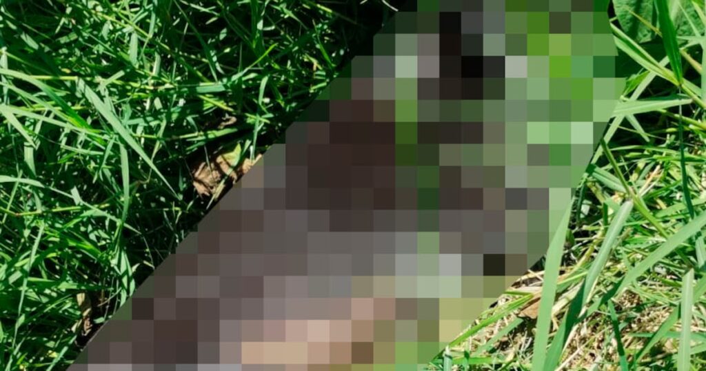 Seis cães são encontrados mortos no Rio Grande do Sul