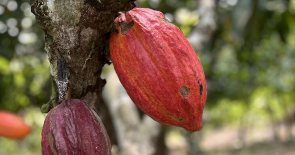 Câmara aprova projeto que impõe porcentual mínimo de cacau nos chocolates