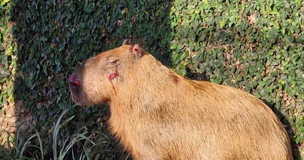 Capivara espancada no Rio: Polícia prende suspeitos e classifica ataque como ‘bárbaro’