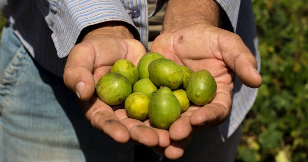 Fala-se que 70% do que comemos vem da agricultura familiar. É verdade?