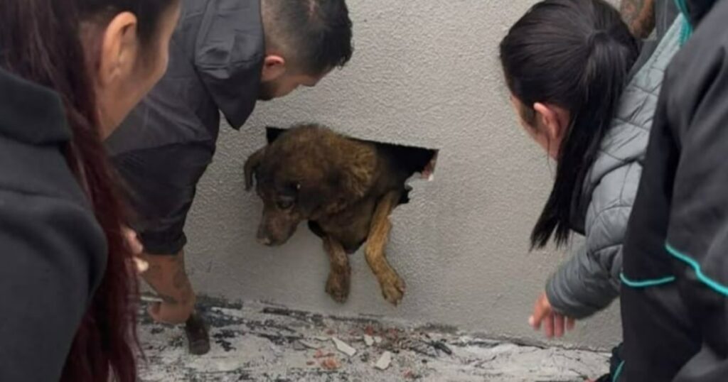 Cadela dada como desaparecida é encontrada concretada em imóvel em construção no PR