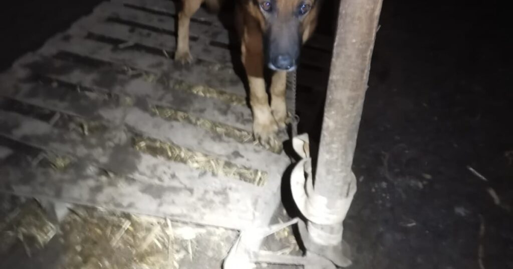 Mulher suspeita de matar cachorro com picareta é presa por maus-tratos em Porto Alegre