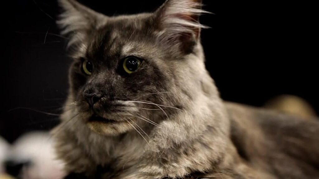 Vídeo. Concurso felino internacional reúne em Sófia os 'gatos mais bonitos da Europa'