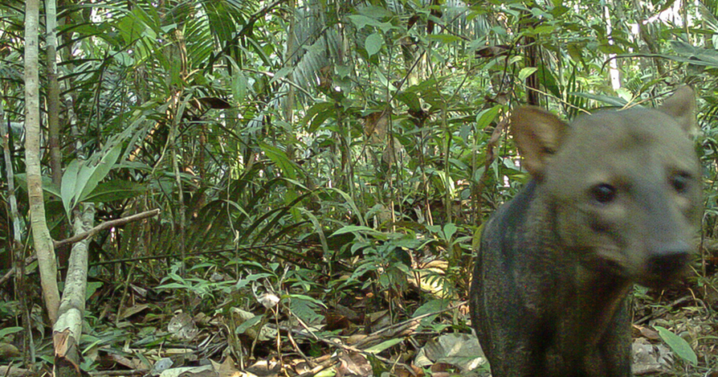 Cachorro fantasma é fotografado por pesquisadores na Amazônia