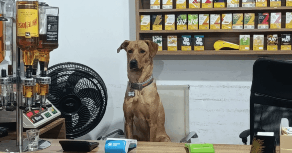 "Cão CLT": animal viraliza após ajudar funcionários de mercado em SC