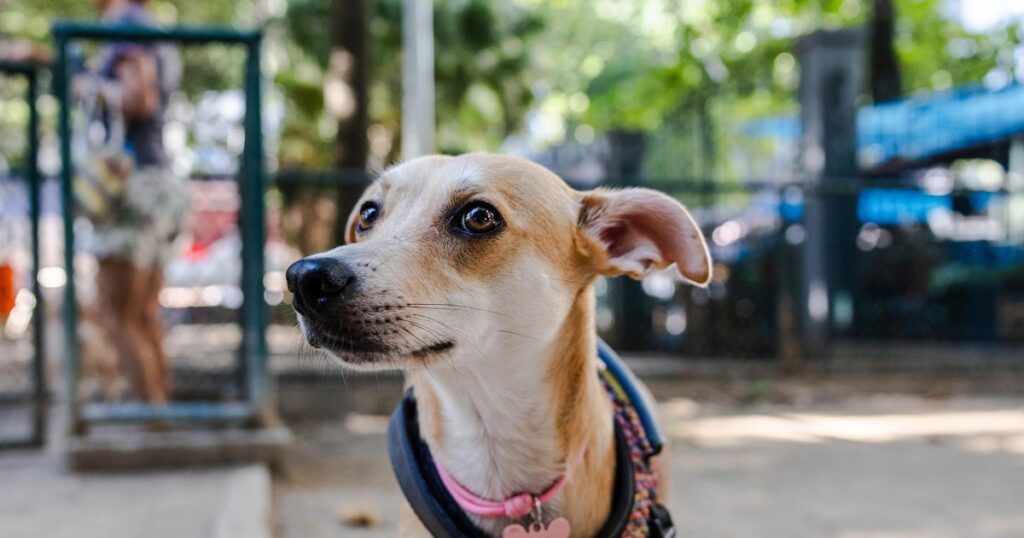 Por que o cachorro caramelo virou alvo de disputa entre Brasil e México?