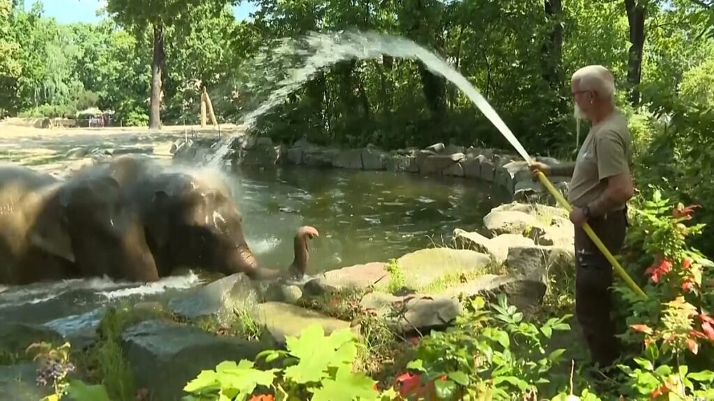Vídeo. Alemanha: elefantes e ursos do zoo de Berlim refrescam-se