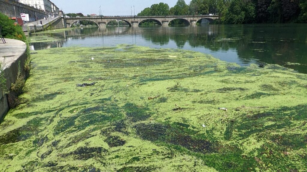 Vídeo. Itália: proliferação de algas no rio Pó complica navegação em onda de calor